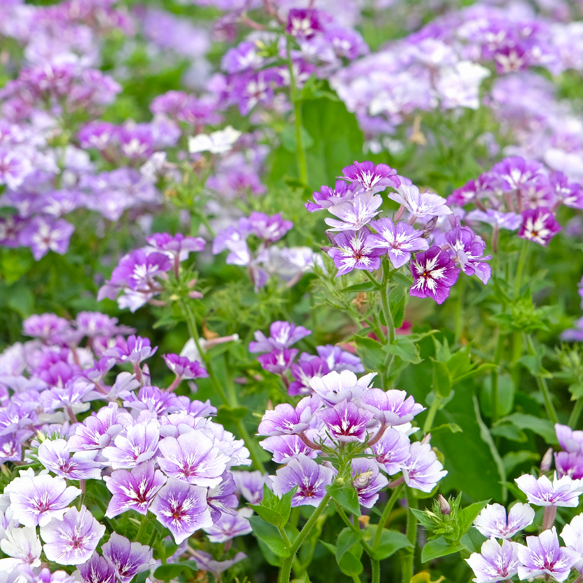 annual phlox aphids on leaf underside