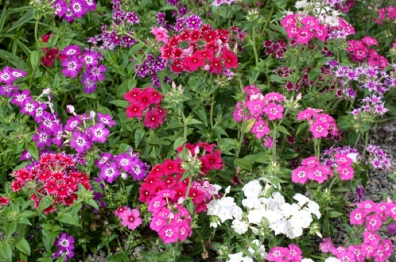 Weekend Bouquet Lab: Cut, Condition, and Style Annual Phlox That Lasts