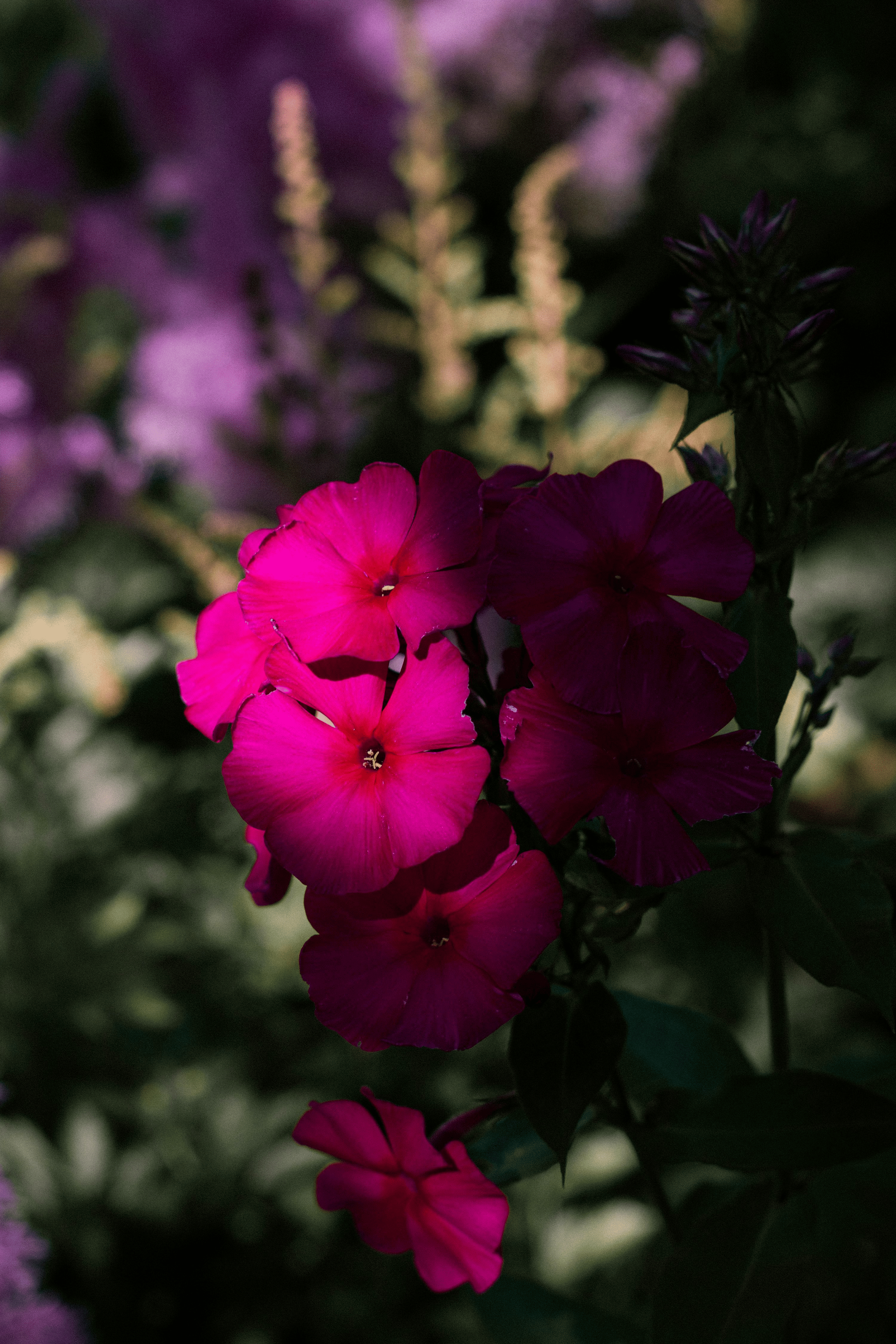 annual phlox strip leaves recut