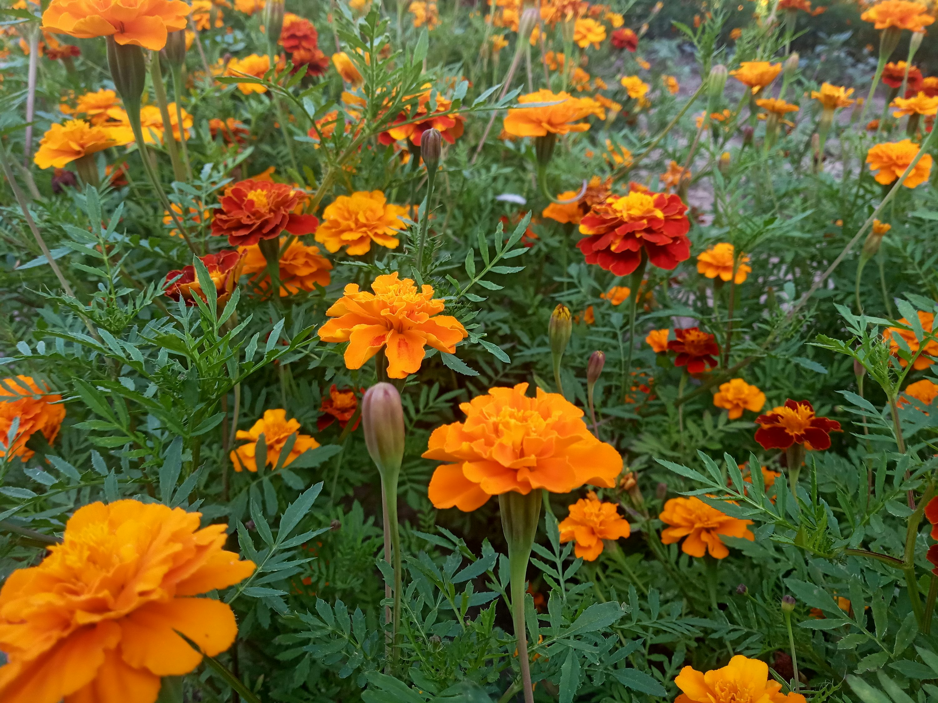 白粉病和蚜虫别再反复：福禄考的通风控湿与轮换用药实操清单