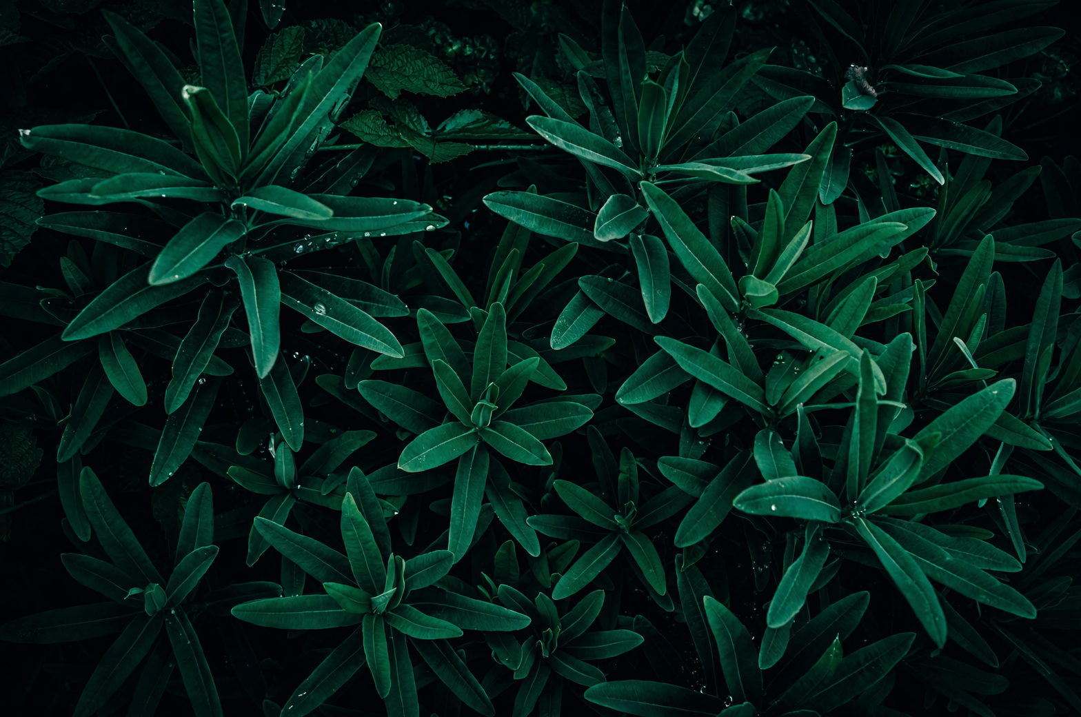 phlox powdery mildew on leaf close-up