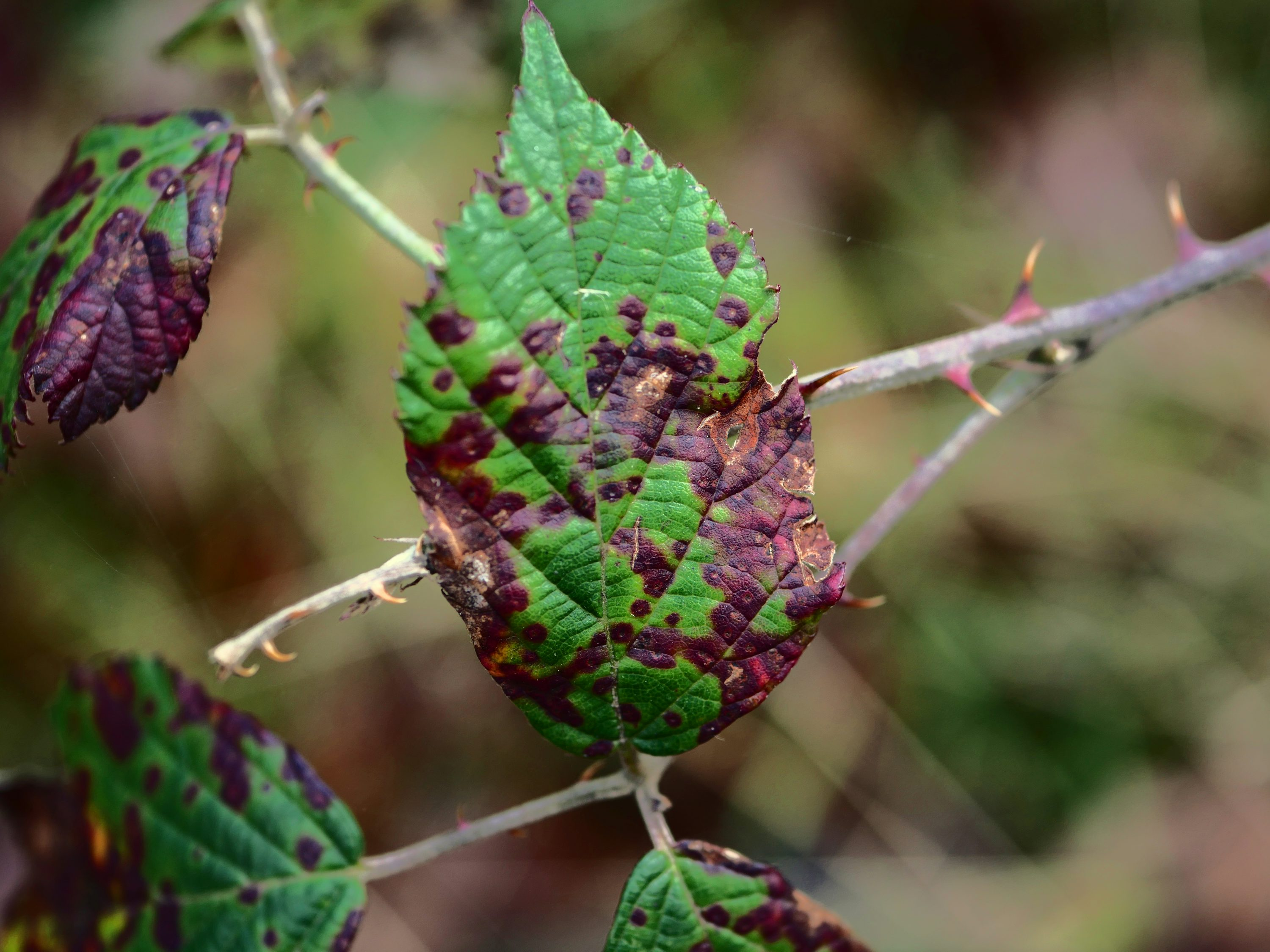 phlox leaf spot disease close-up