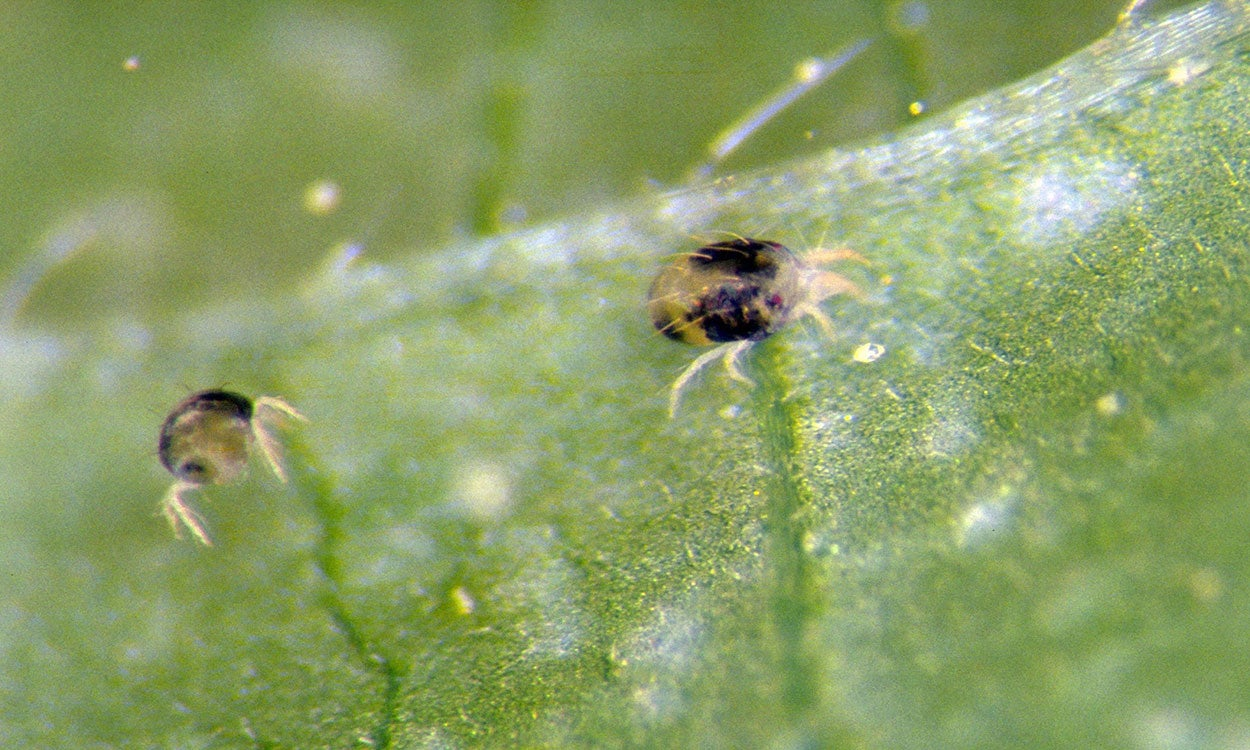 phlox spider mites on leaf underside