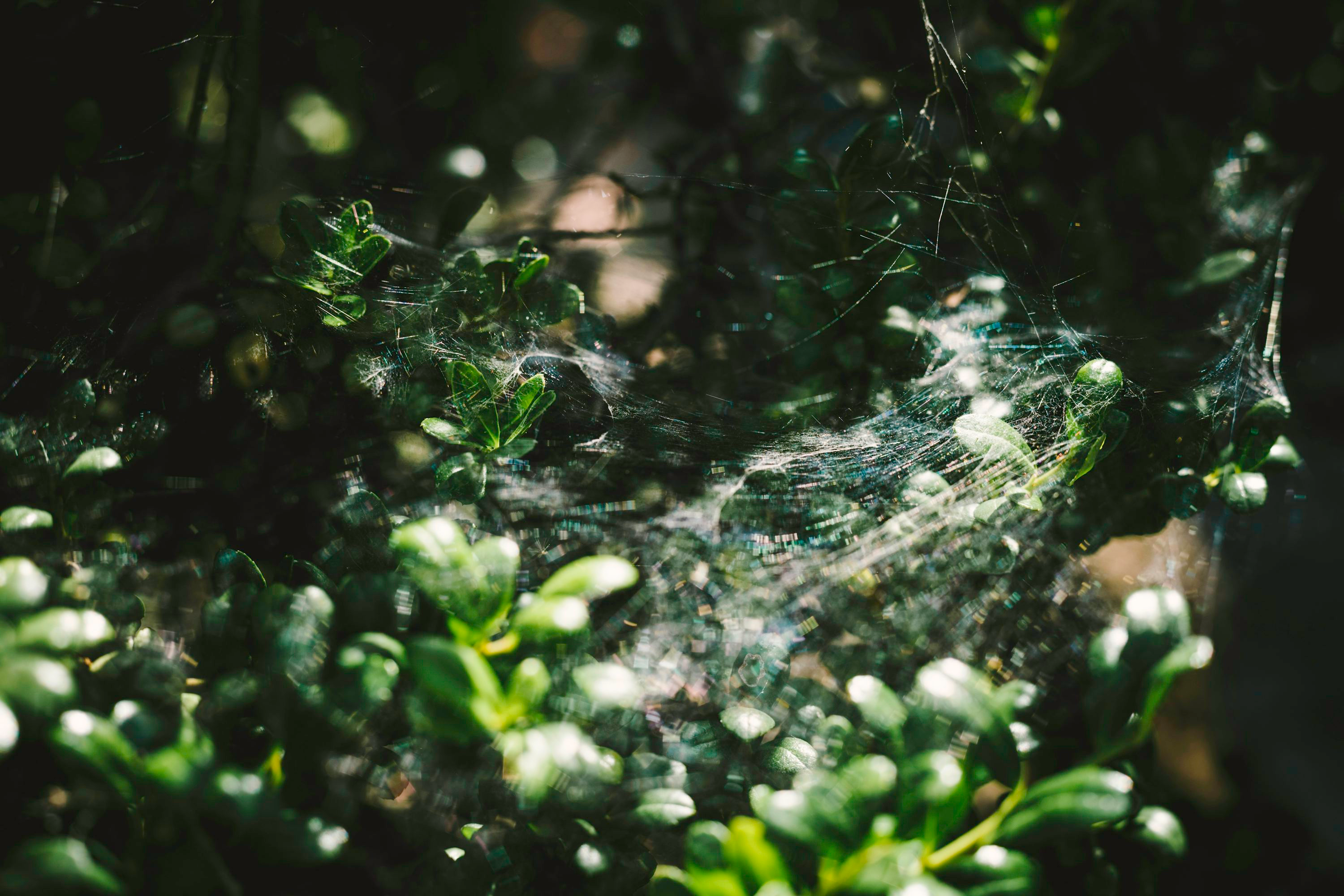 spider plant spider mites webbing close-up