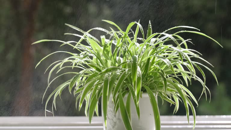 spider plant insecticidal soap spray undersides