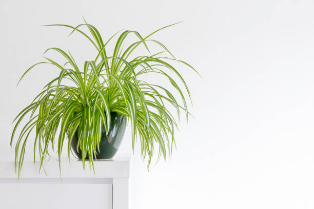Root Rot or Just Thirsty? Quick Diagnostics for a Sad Spider Plant