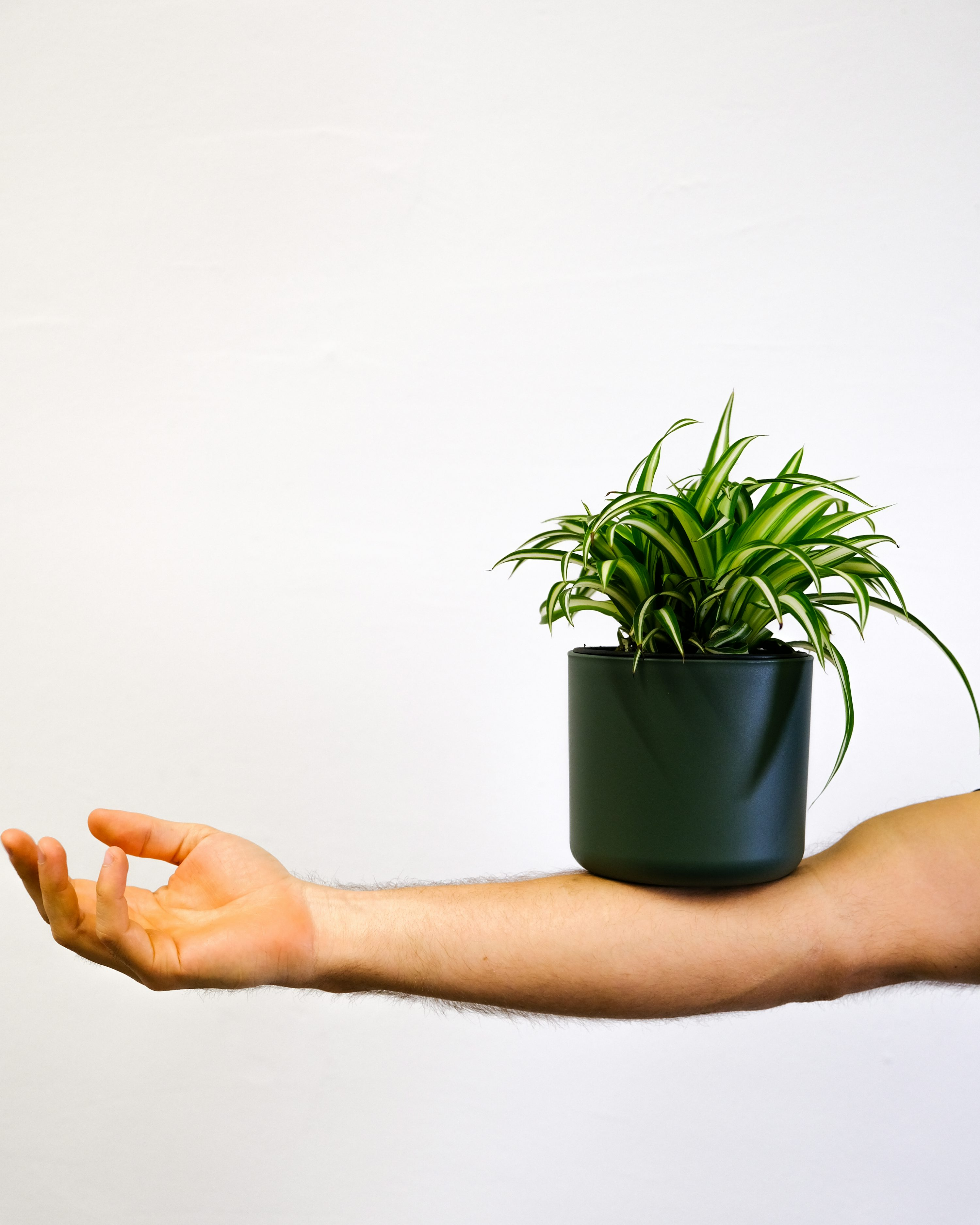 spider plant crown inspection hand
