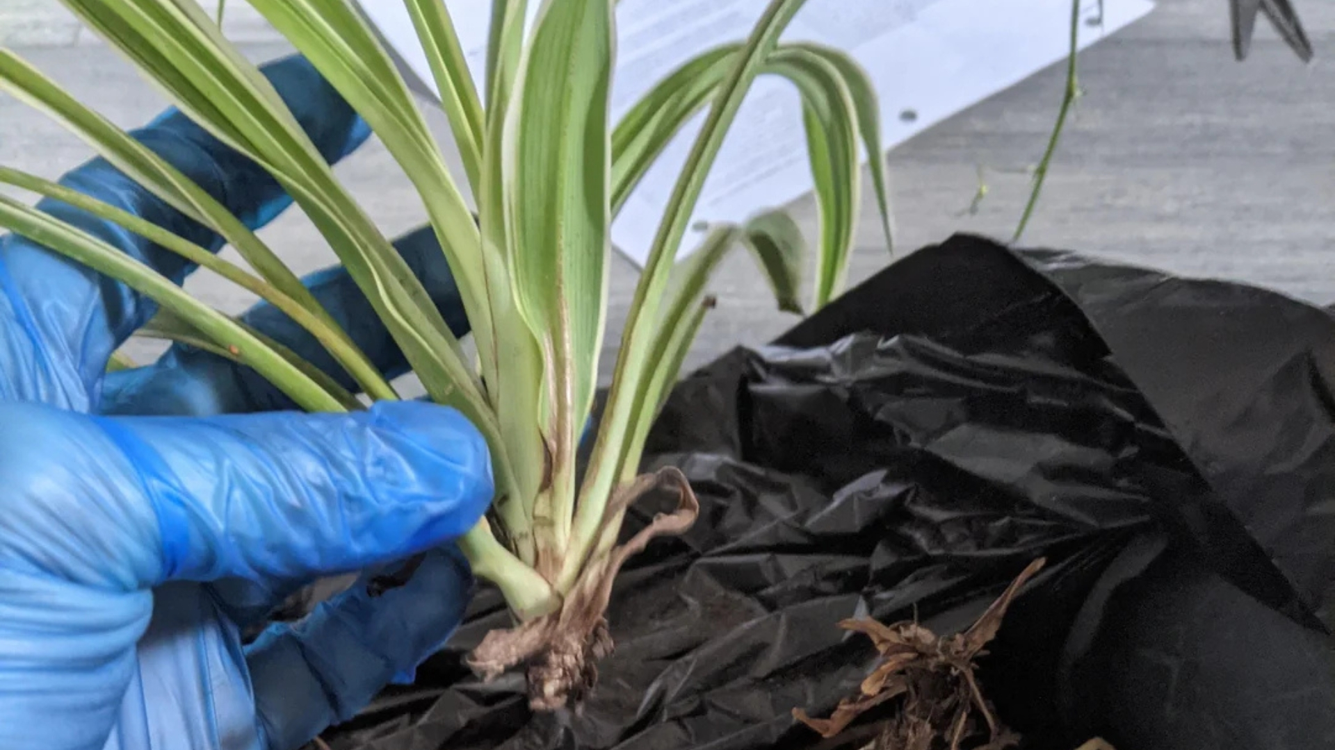 spider plant root rot close-up