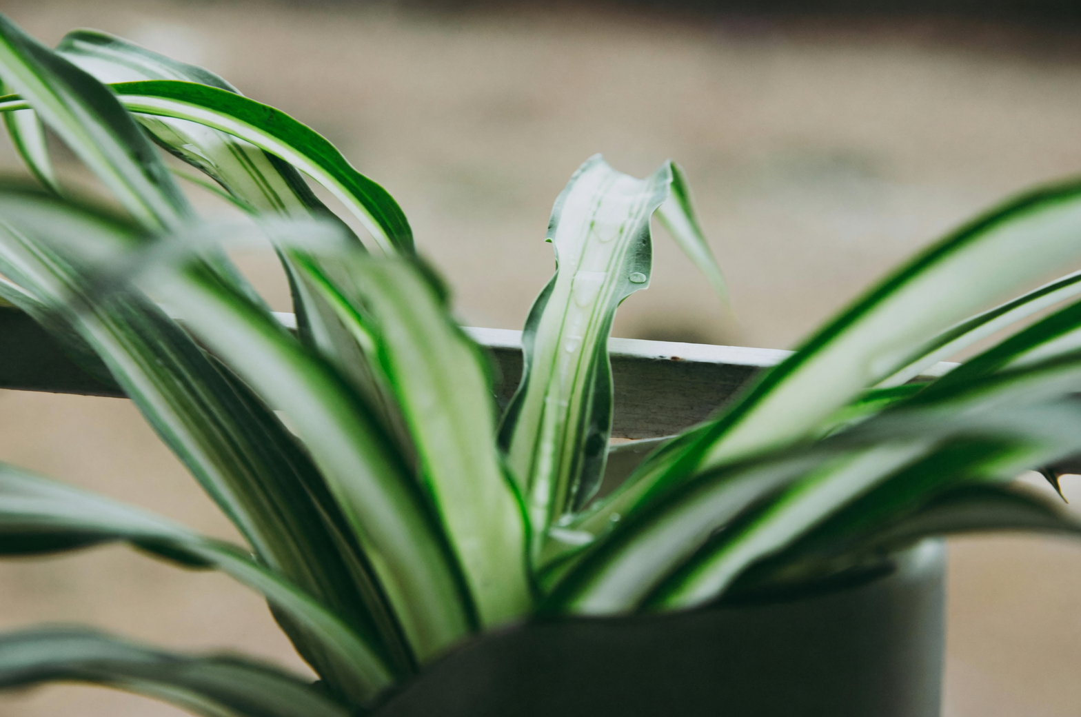 spider plant bottom watering basin