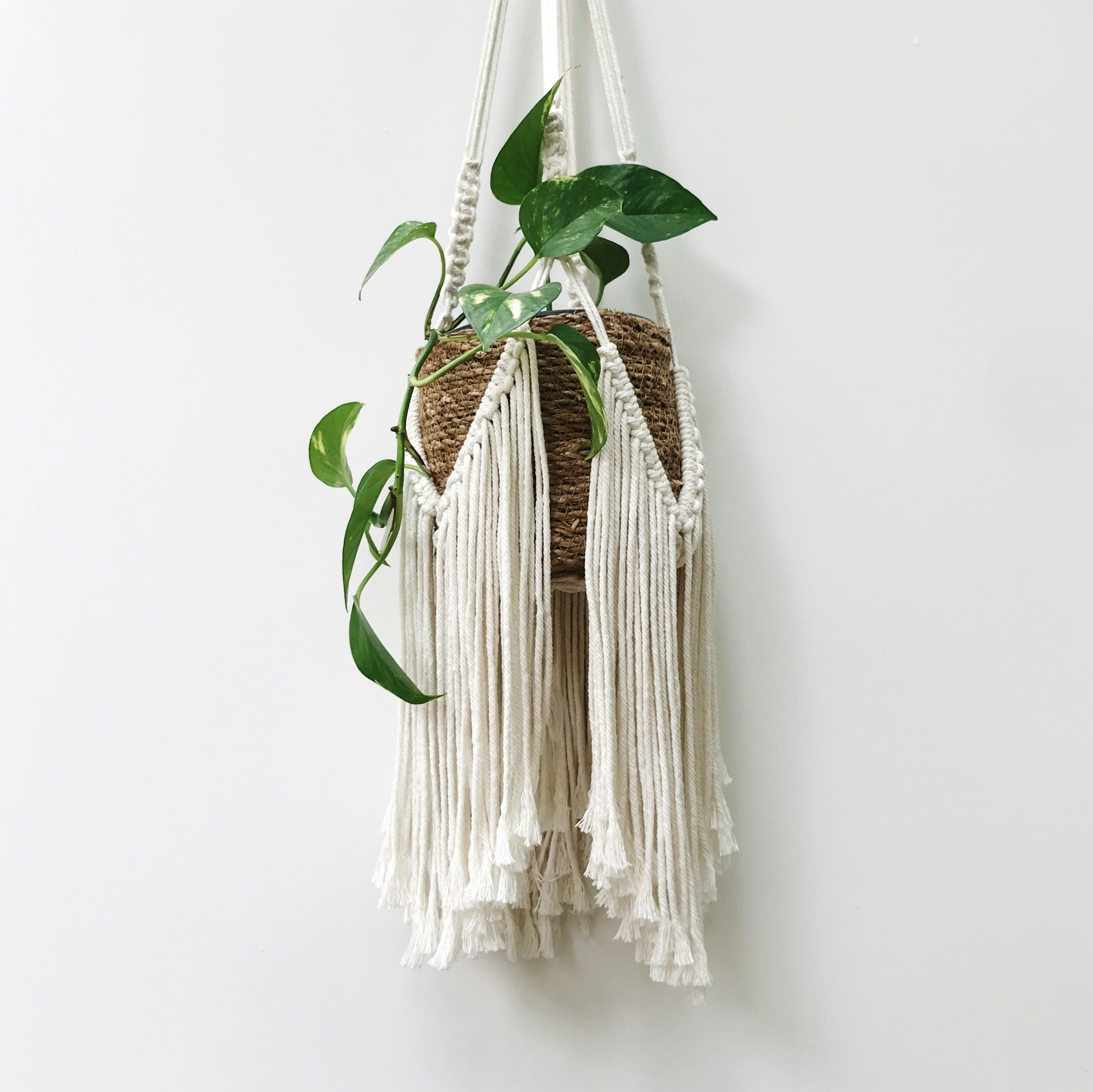 From Cape Cliffs to Macramé Mania: The Wild Journey of Chlorophytum comosum