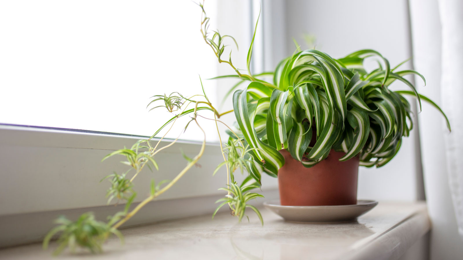 spider plant windowsill bright light
