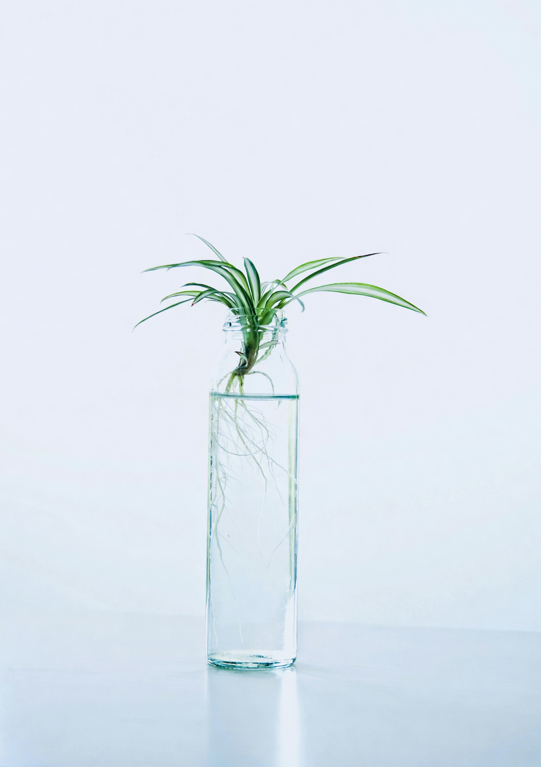 spider plant baby rooting in water