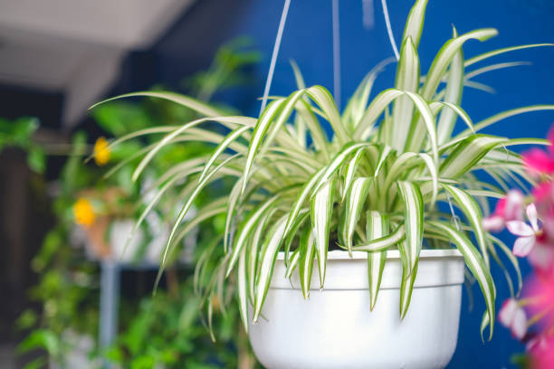 spider plant plantlet rooting in pot