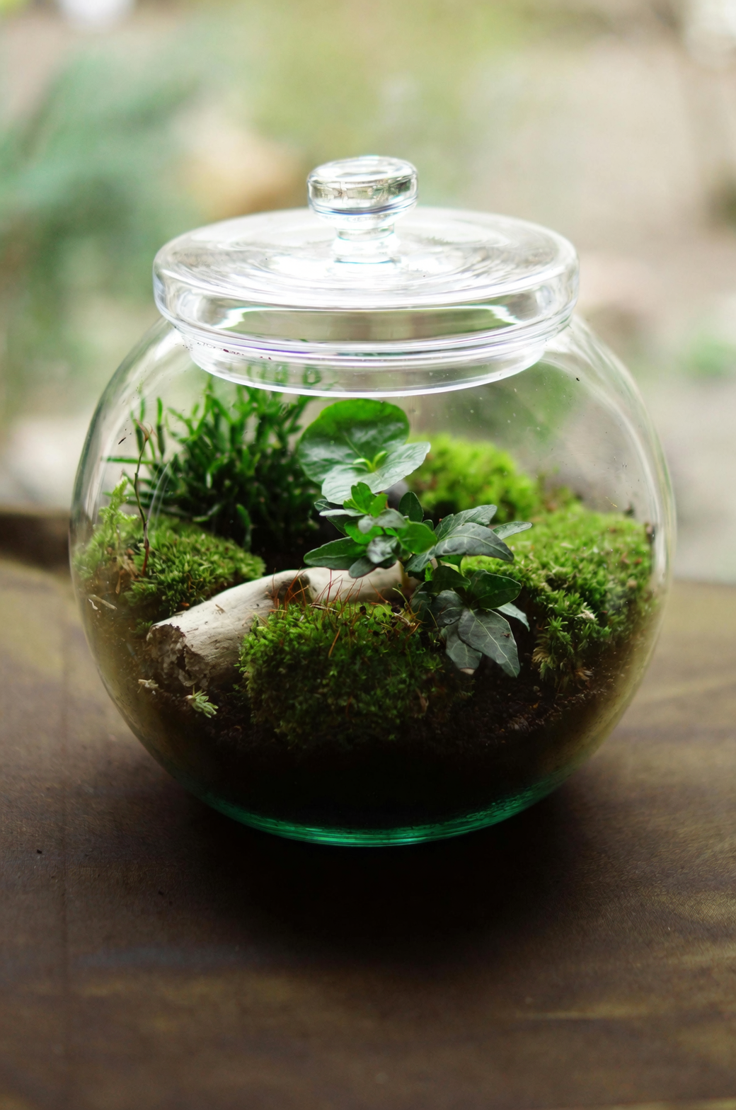 spider plant water propagation glass jar