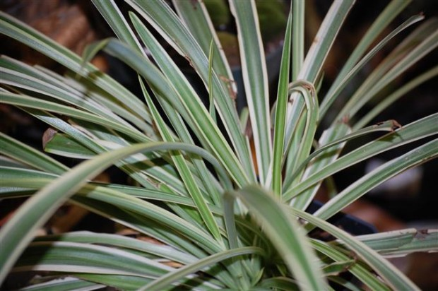 spider plant variegated cultivars close-up