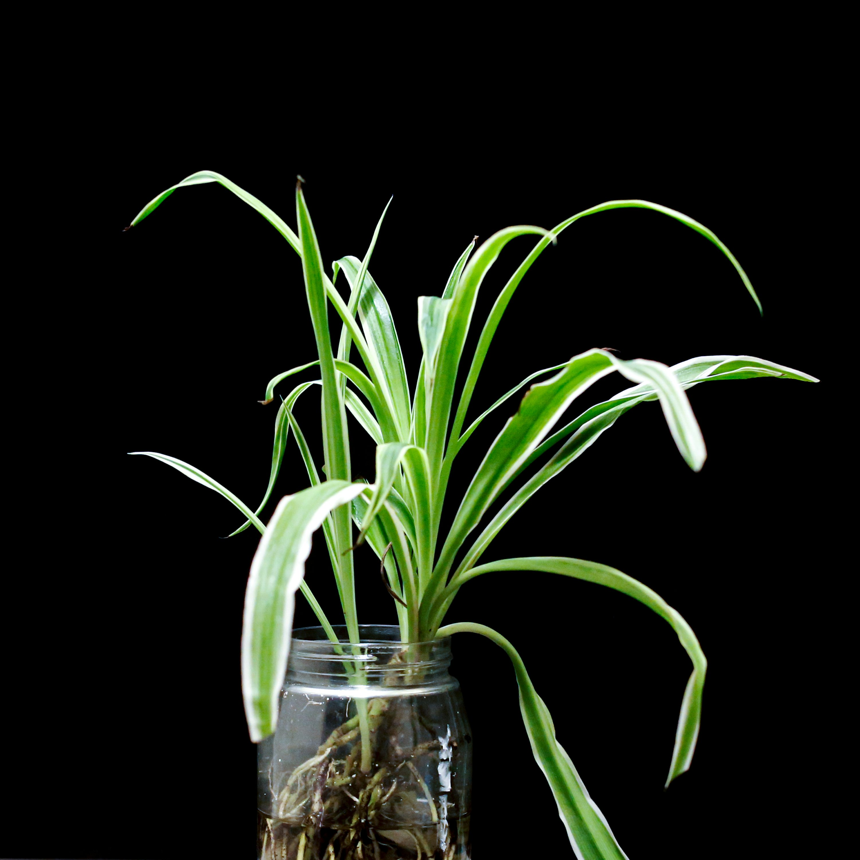 Glass + Green: The Beginner’s Guide to Growing Spider Plants in Water