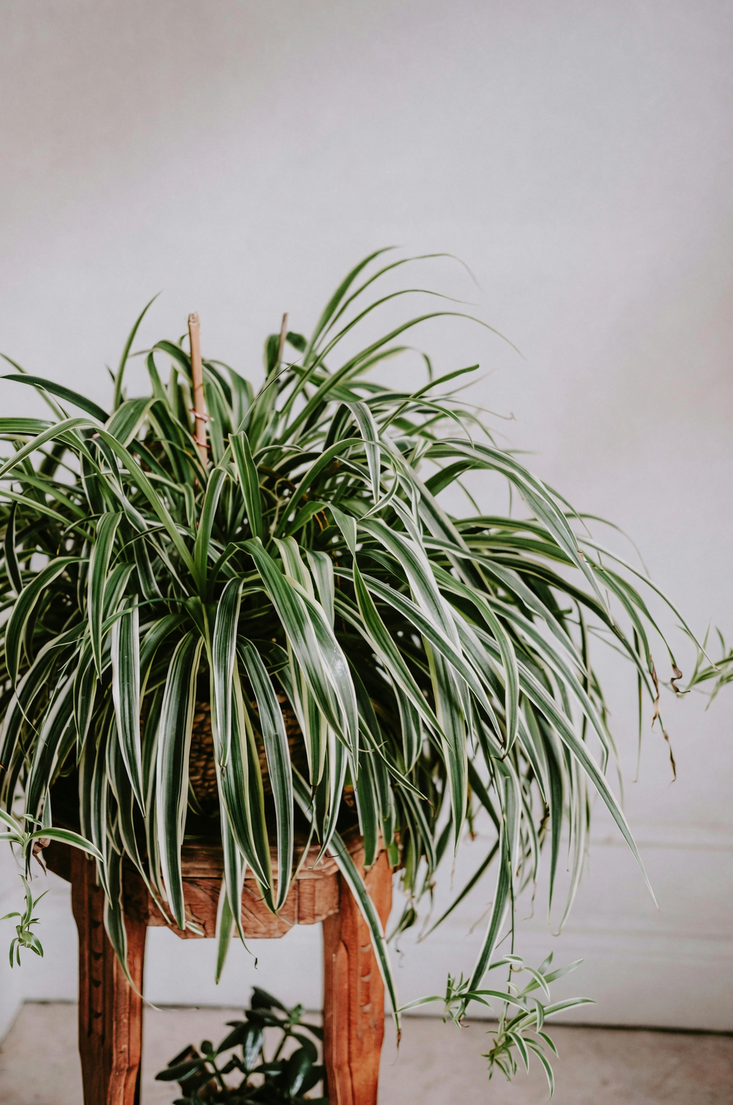 spider plant runners with plantlets