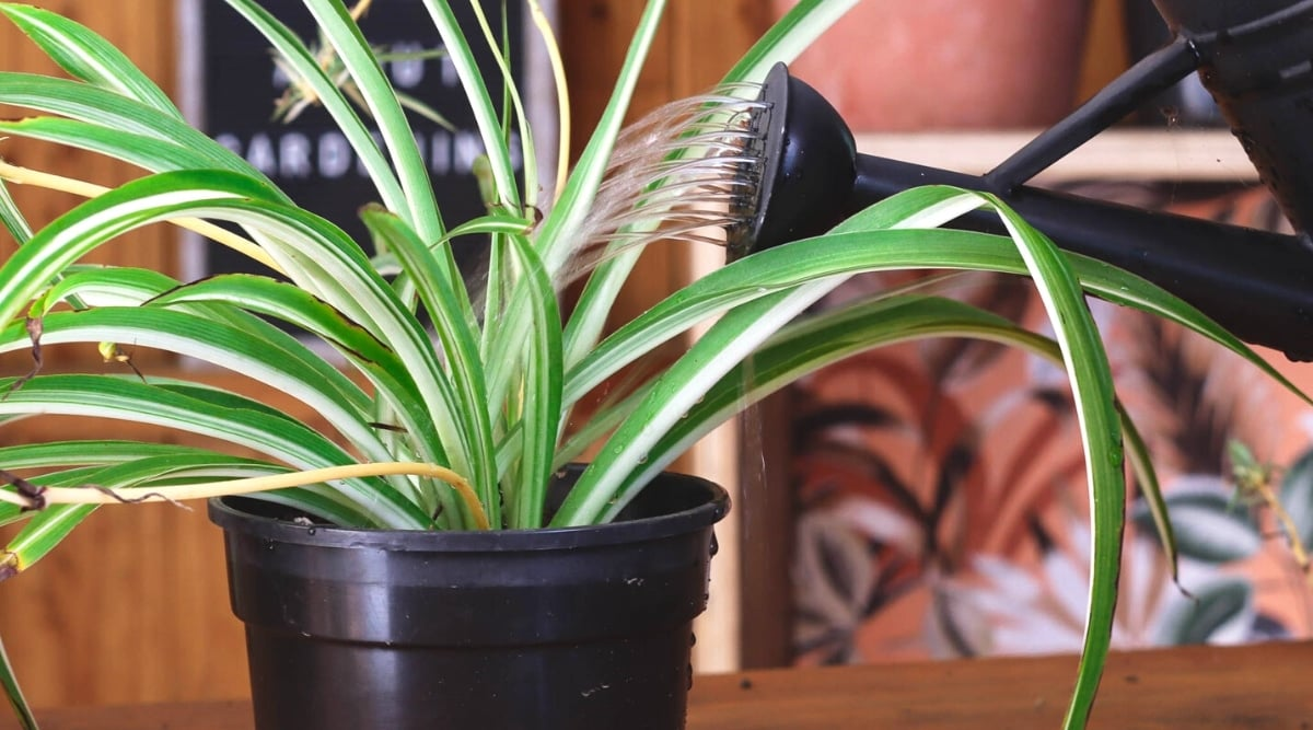 spider plant crown above waterline close-up