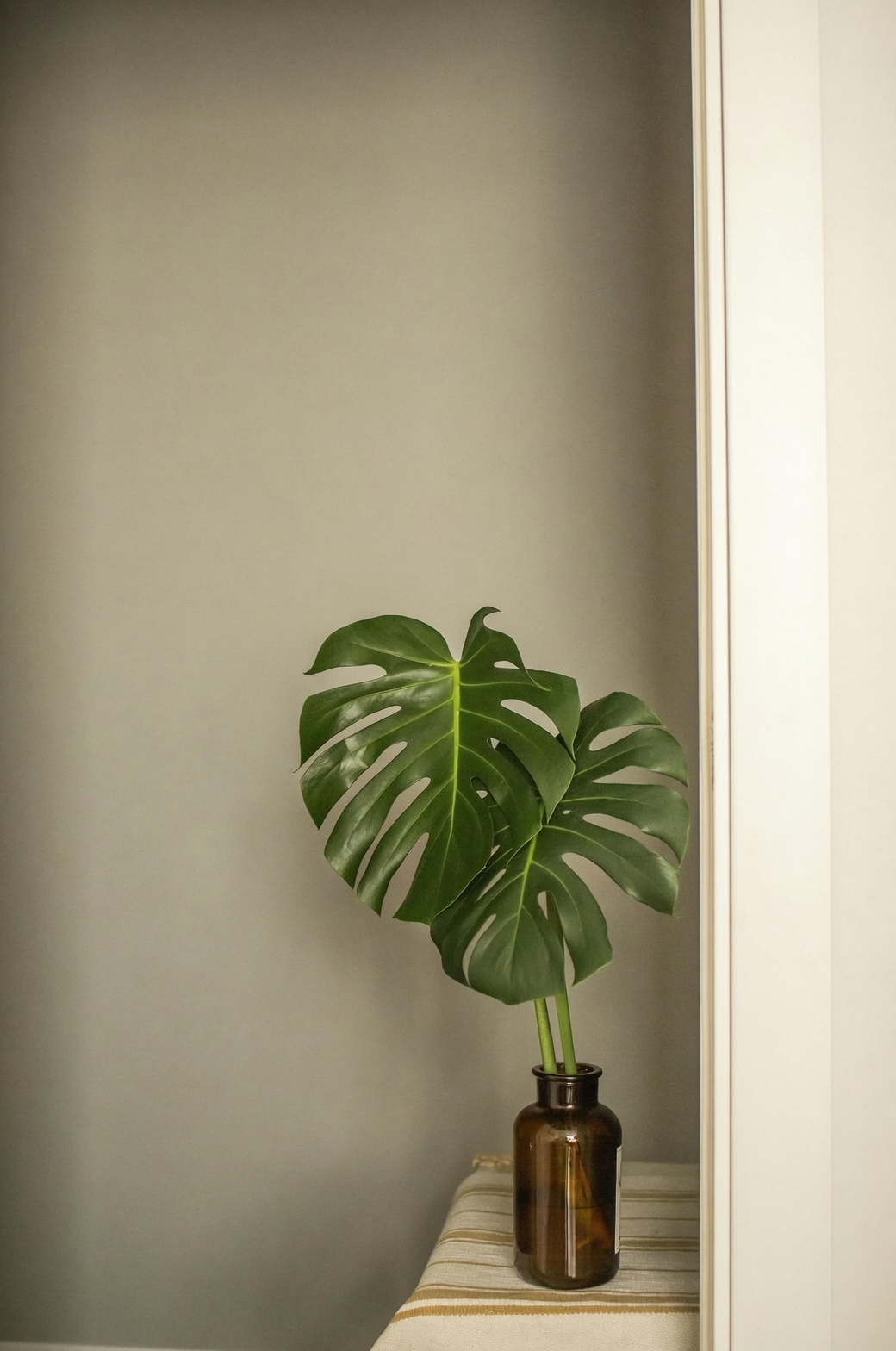spider plant by east window opaque vase