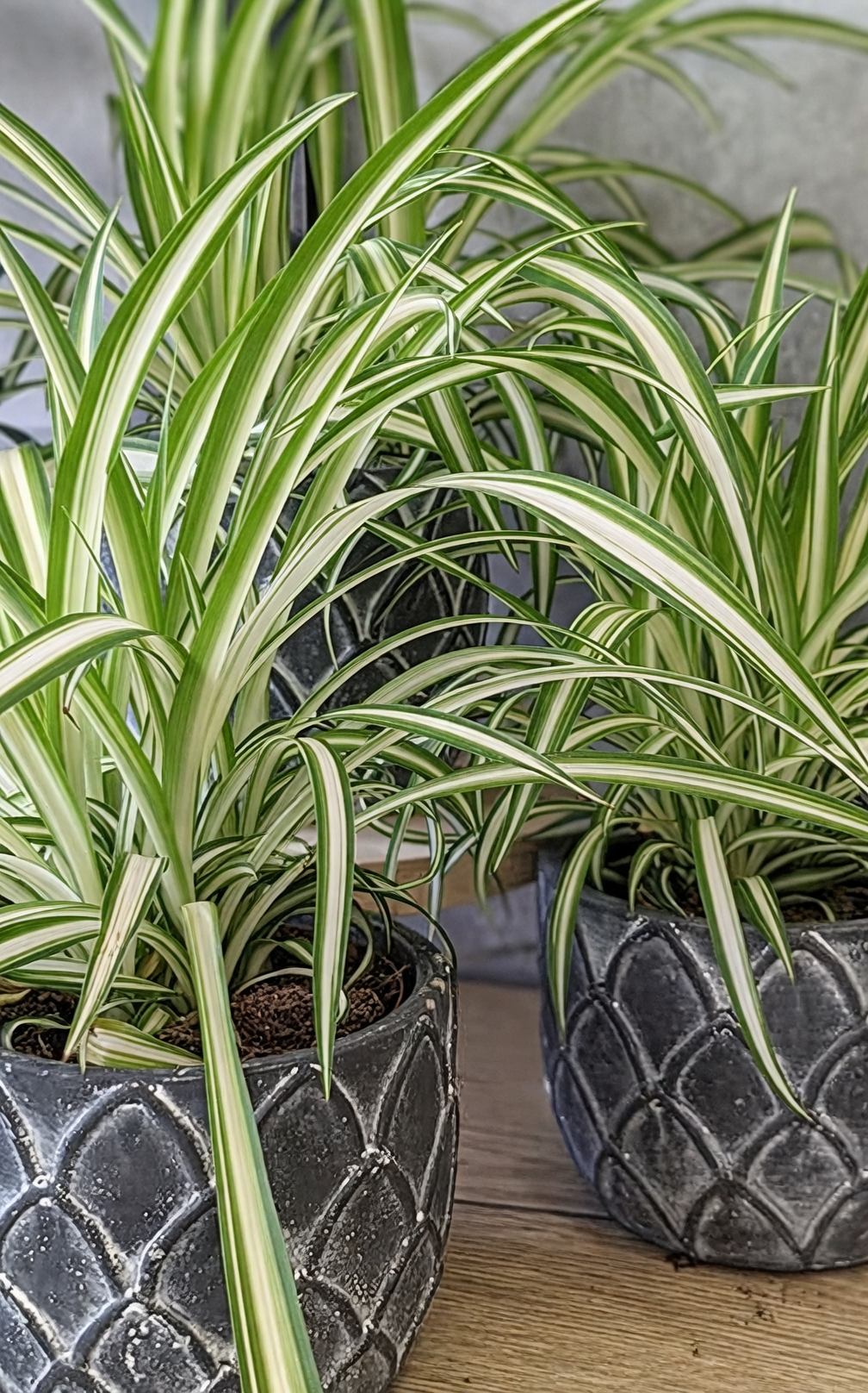spider plant cultivars Vittatum Variegatum Bonnie