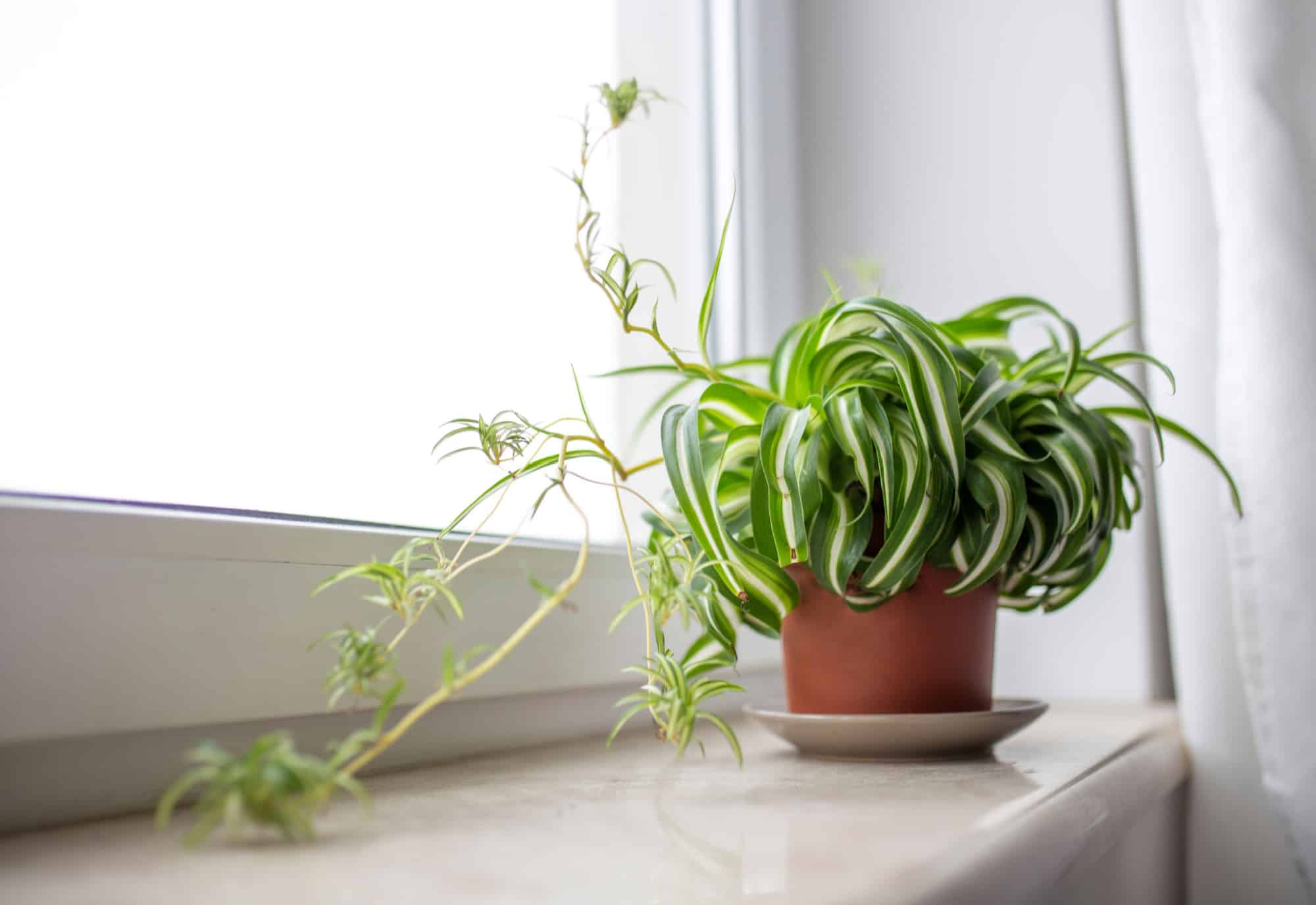 spider plant near east window
