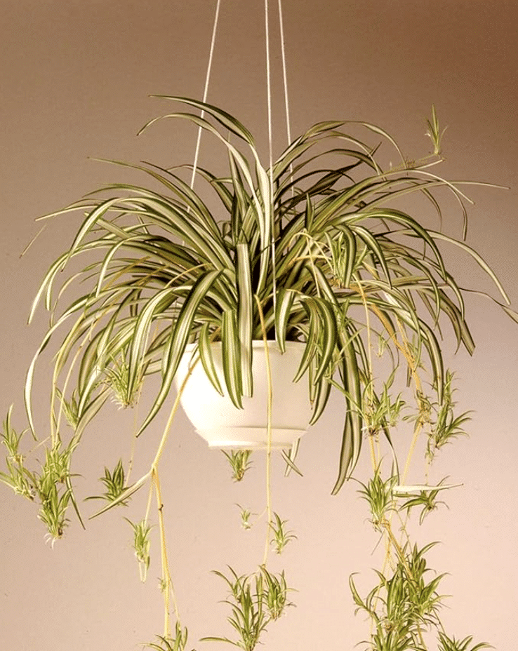 spider plant trailing on shelf edge