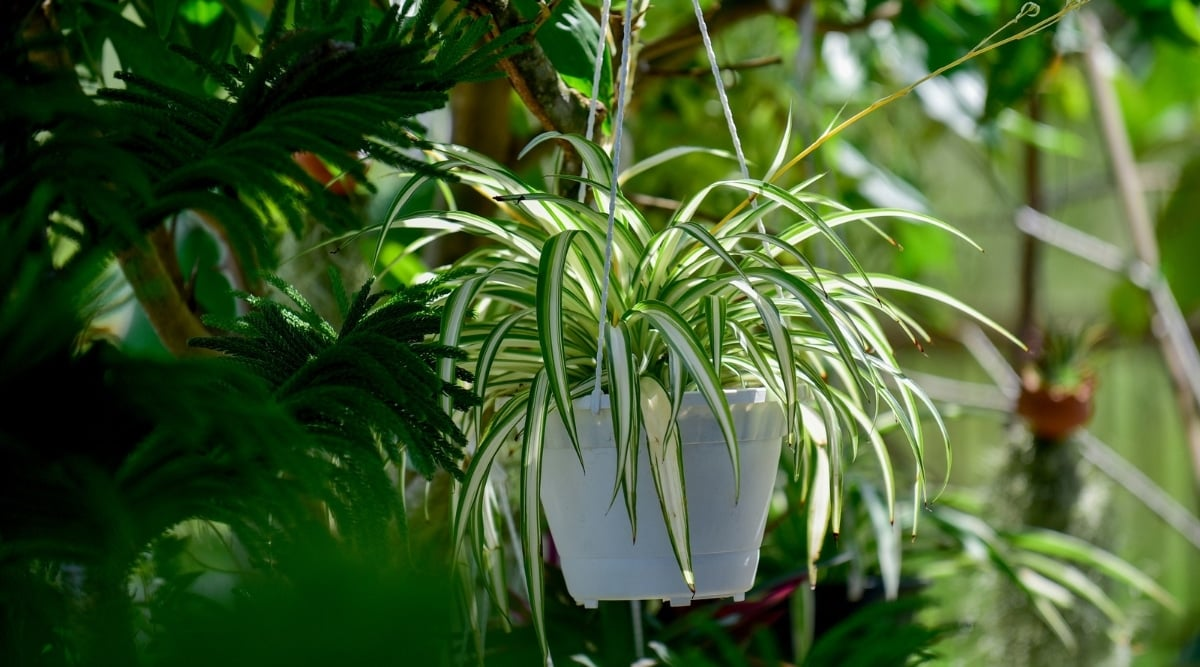 spider plant hanging basket window cluster
