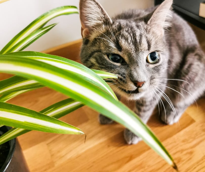 Cat-Tempting but Safe: Why Cats Nibble Spider Plants and How to Protect Both