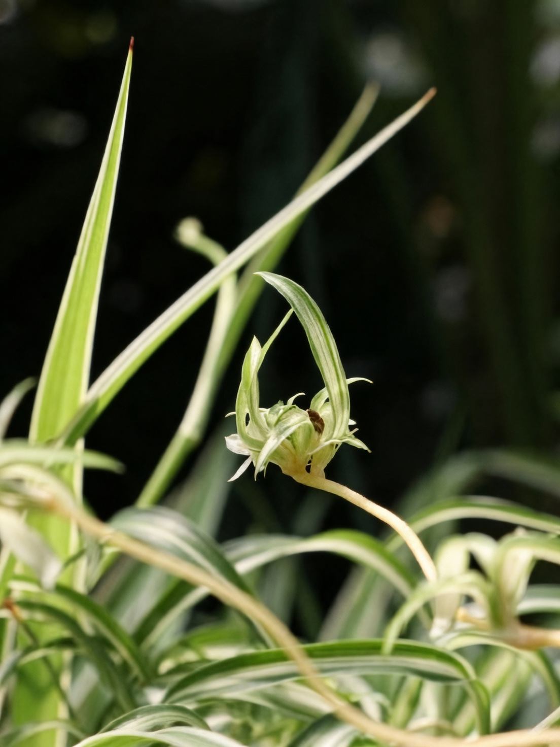 spider plant plantlets runner close-up