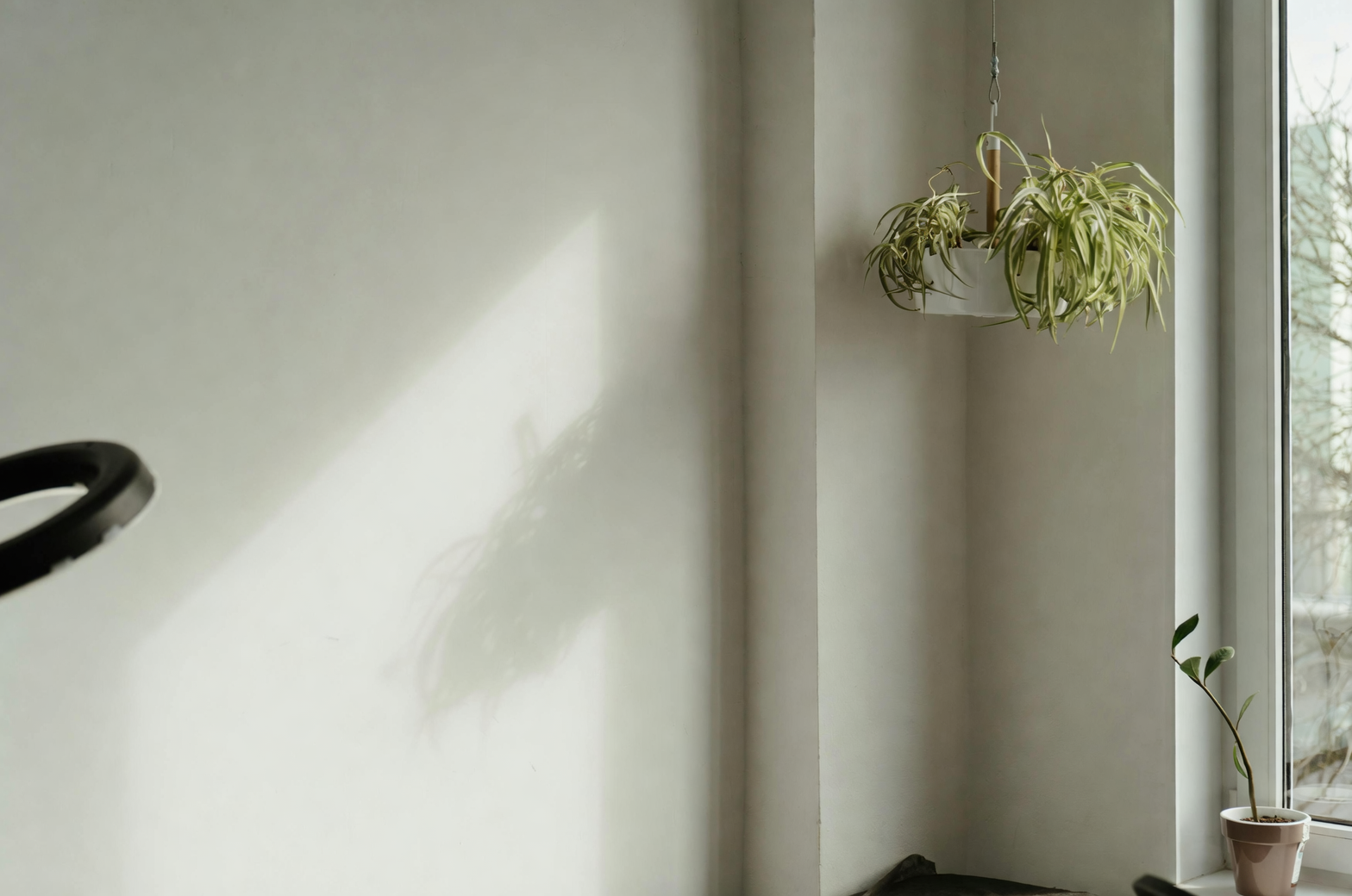 spider plant hanging macrame living room