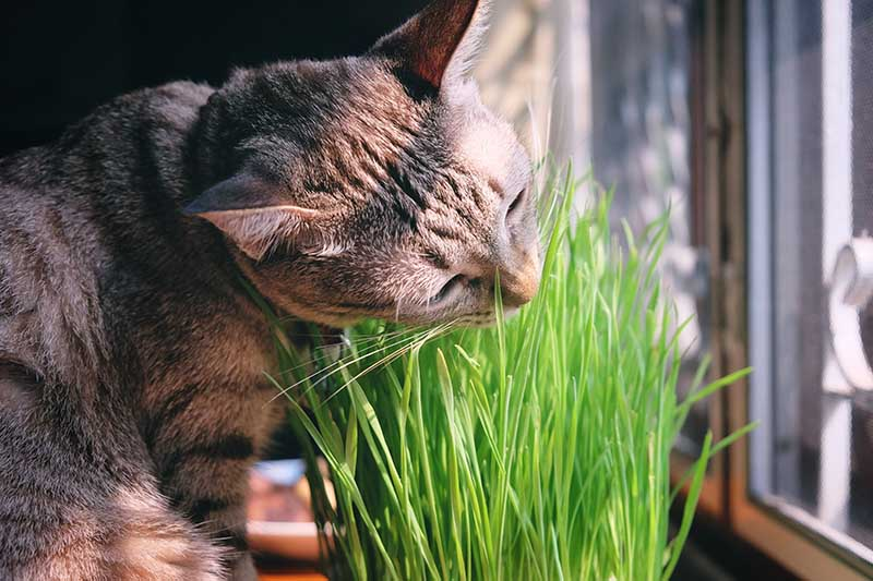 spider plant with cat grass