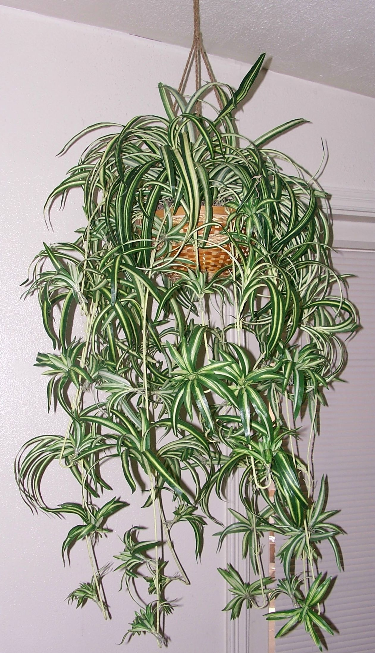 Cleaner Air—or Just Cleaner Vibes? The Truth Behind Spider Plant’s Air-Purifying Reputation