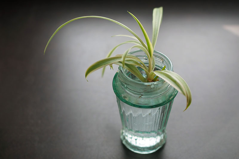 spider plant plantlet water rooting