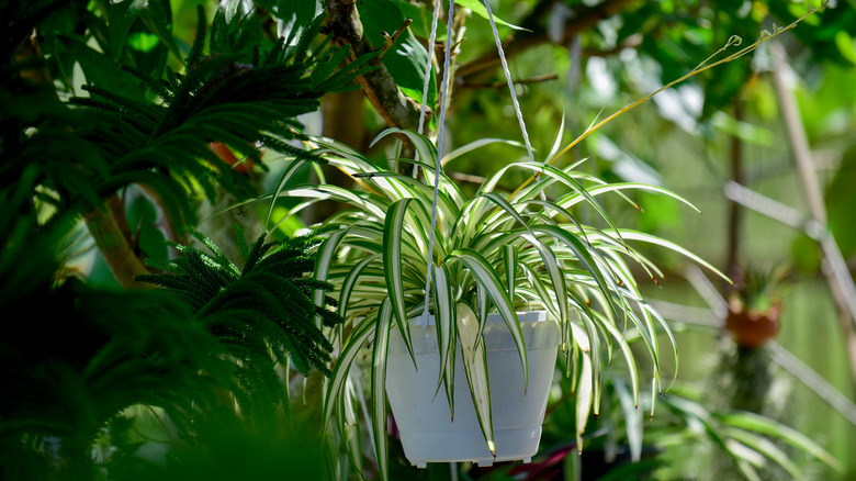 懒人也能把吊兰养成“绿瀑布”：光照、水分、温度的黄金公式