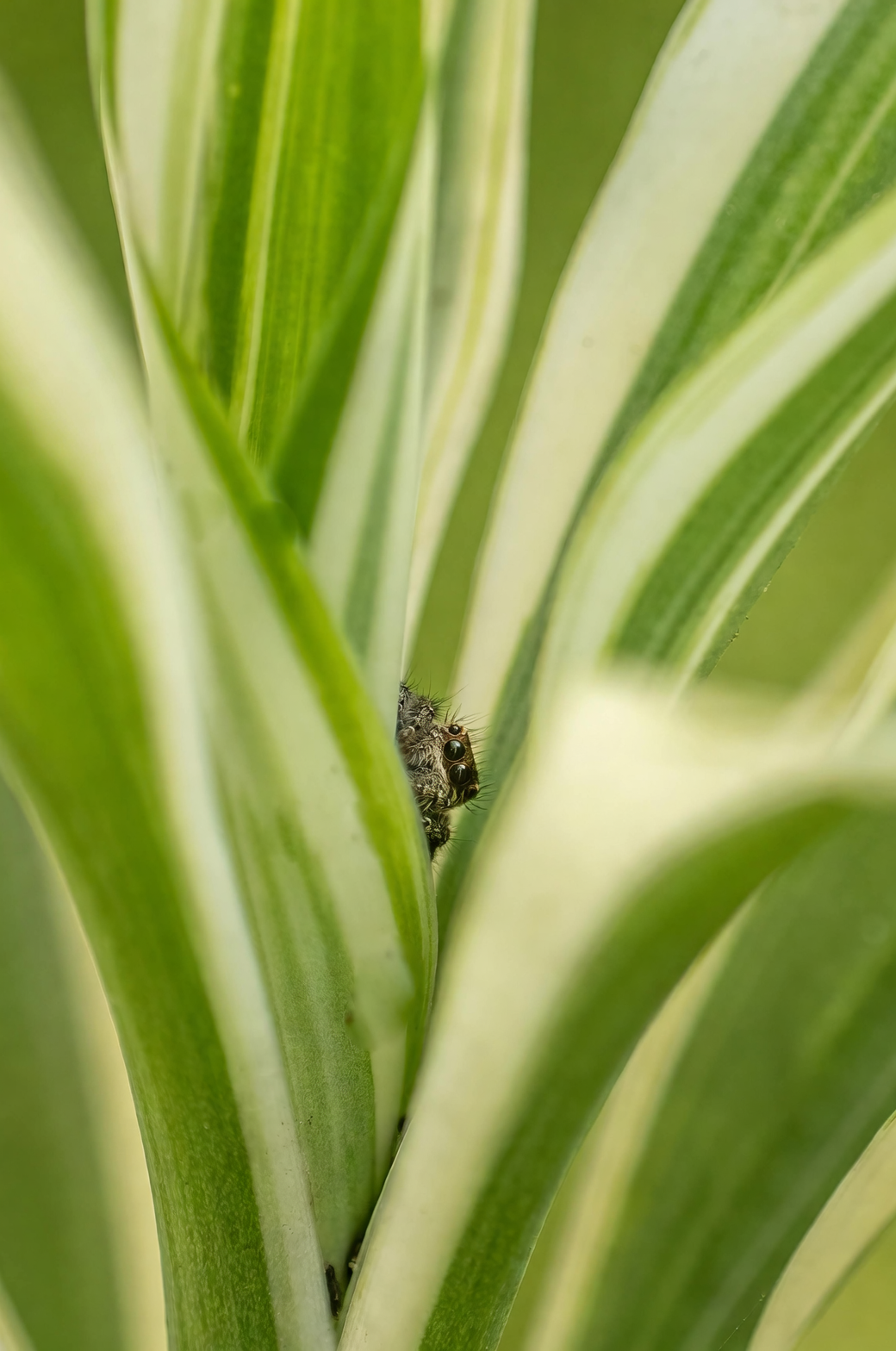 spider plant repotting roots close-up