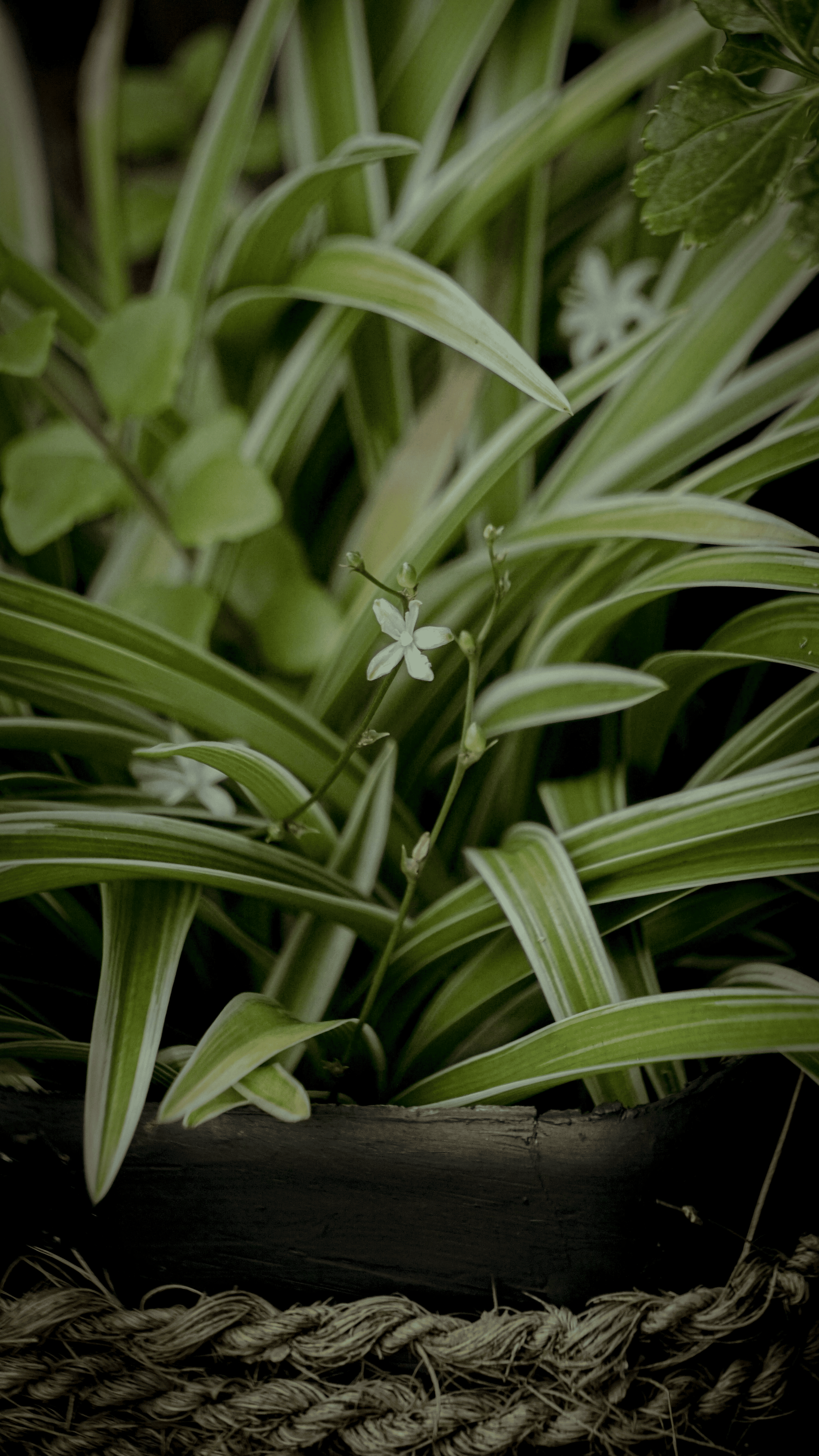 spider plant repotting roots hands