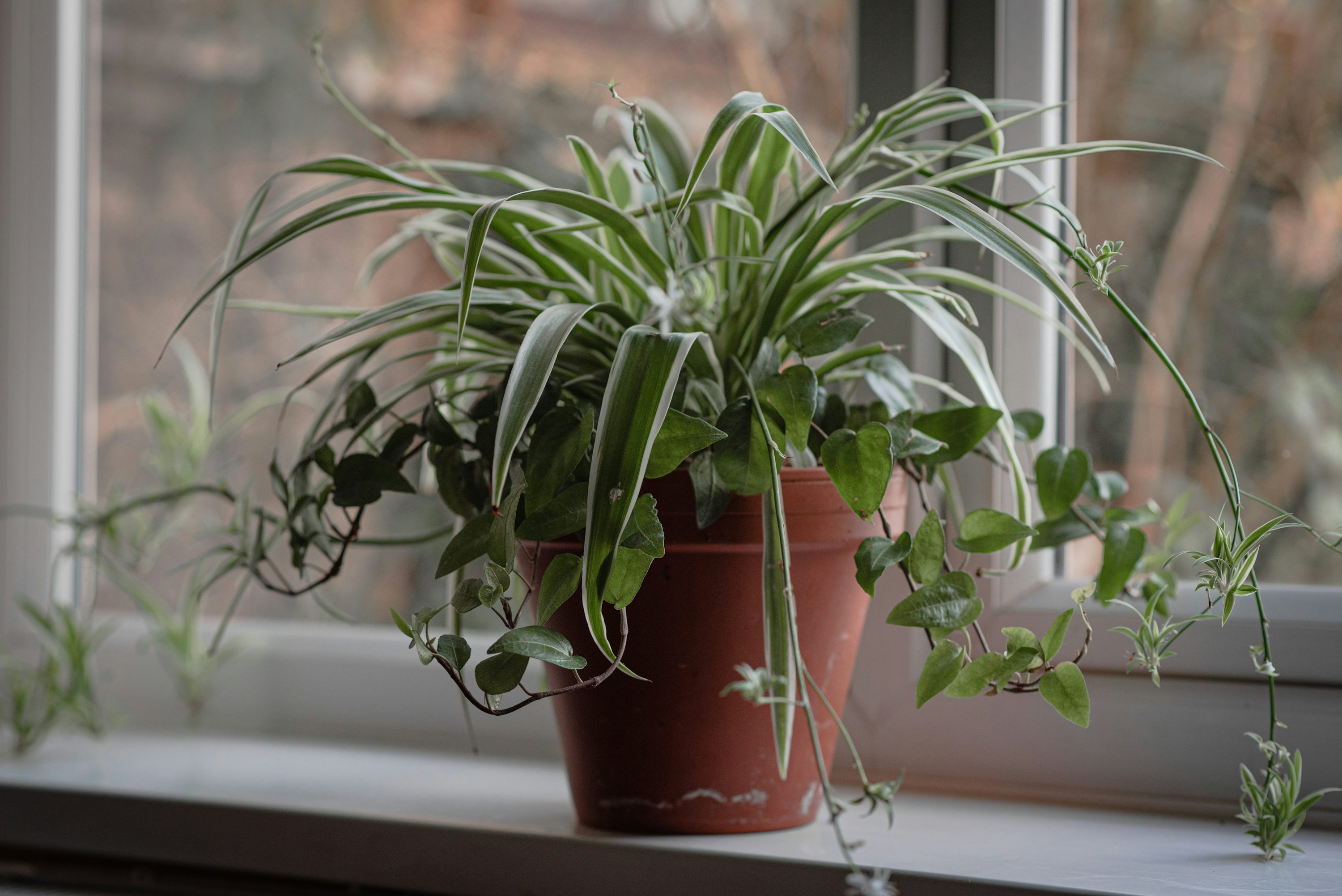 spider plant winter windowsill sunlight