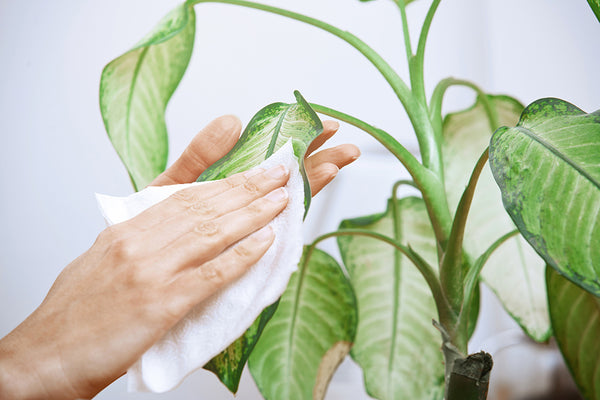 spider plant leaf wiping close-up