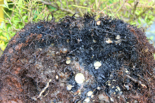 spider plant root rot close-up