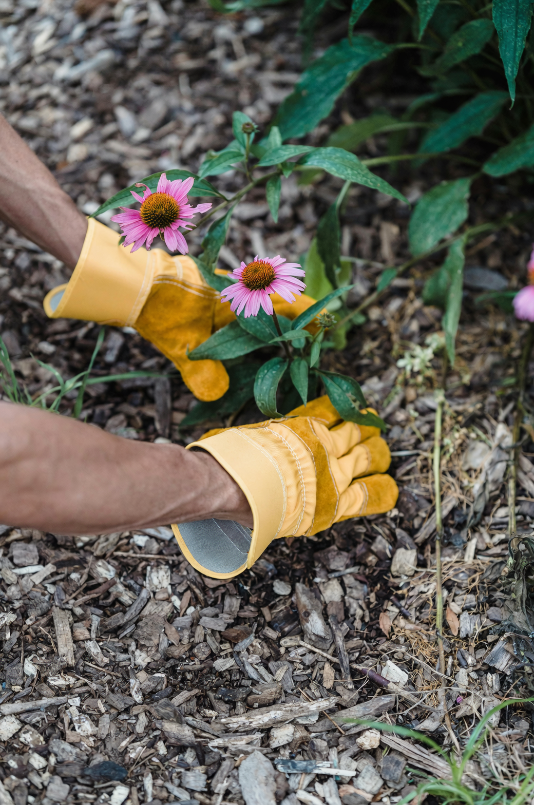 spider plant balcony spraying gloves