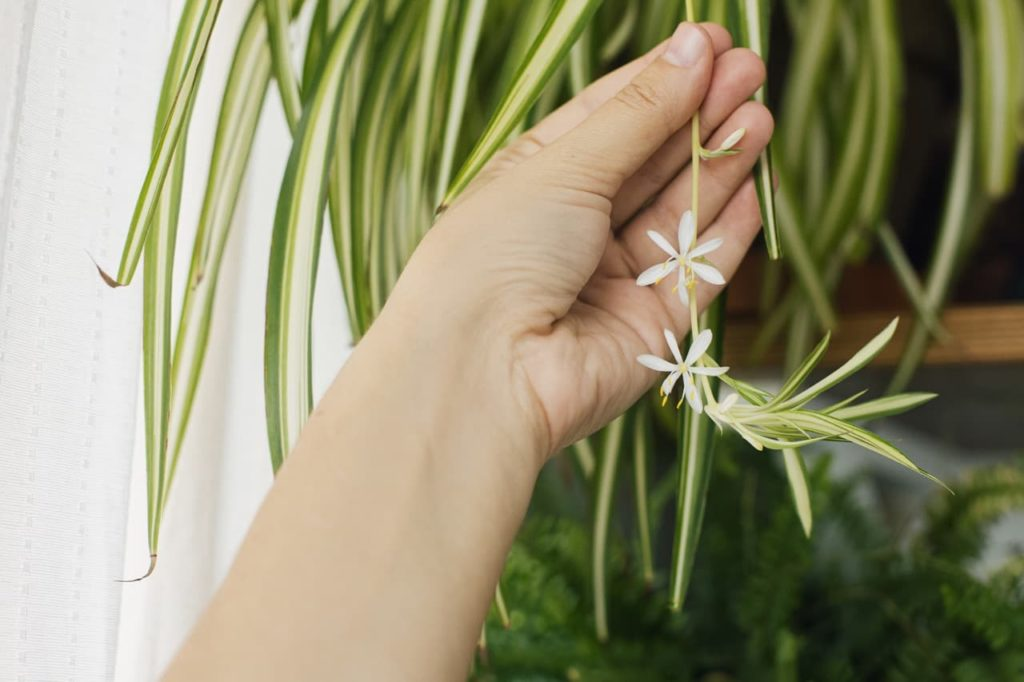 spider plant stolon plantlets close-up