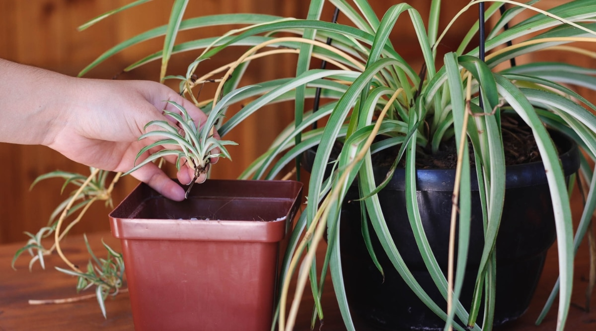 spider plant plantlet rooting in pot