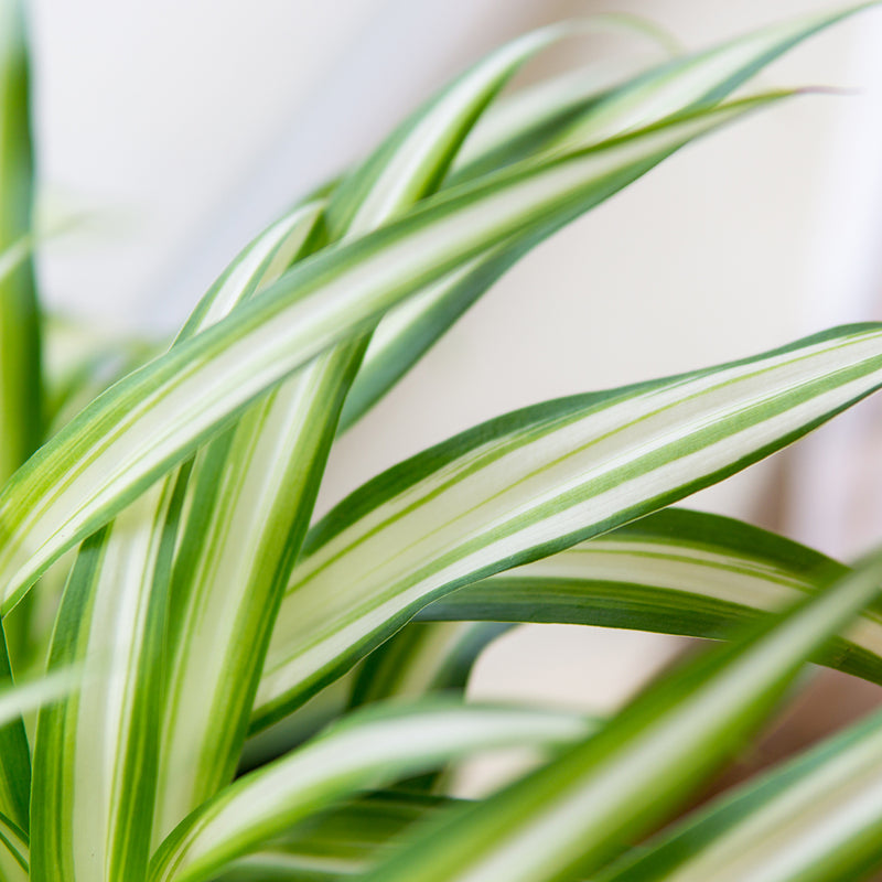variegated spider plant leaf close-up