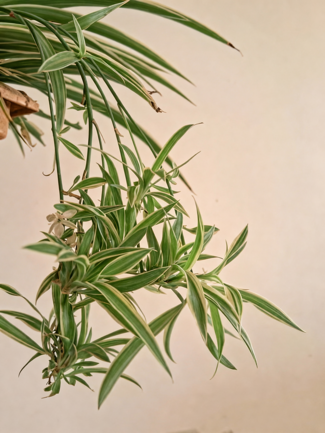 spider plant runners plantlets close-up
