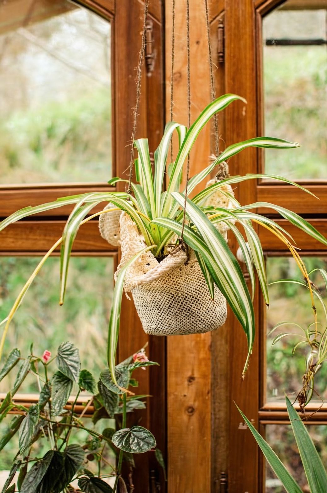 spider plant layered hanging baskets window