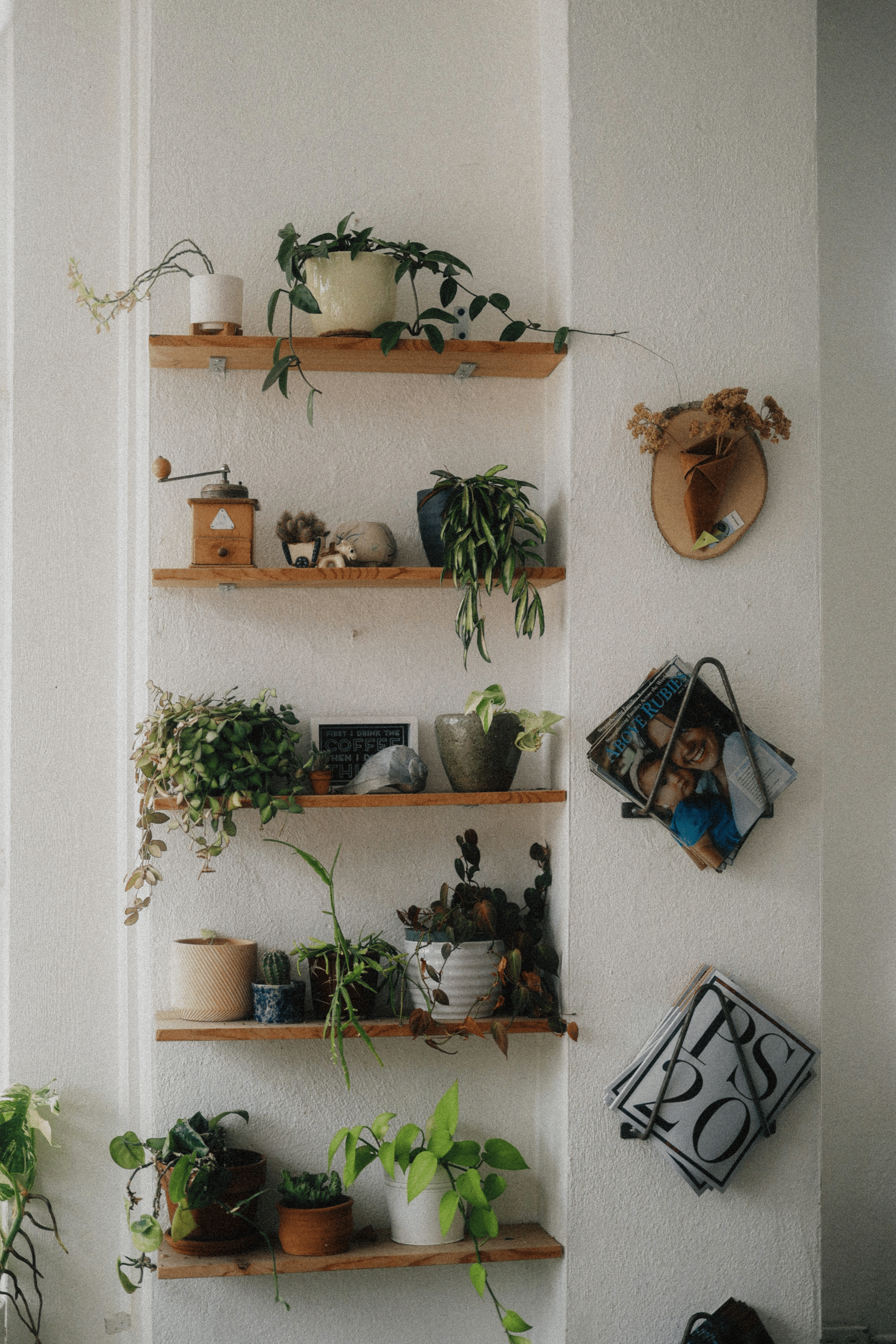 spider plant wall shelves with ivy