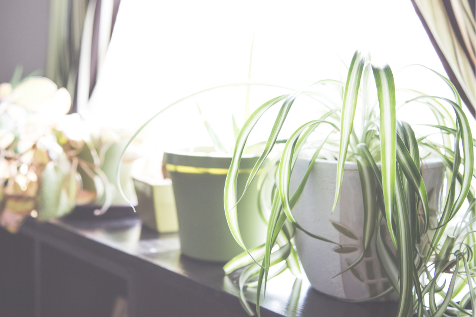 spider plant windowsill sheer curtain light