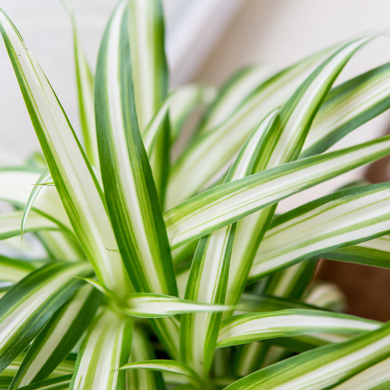 spider plant variegated leaf close-up