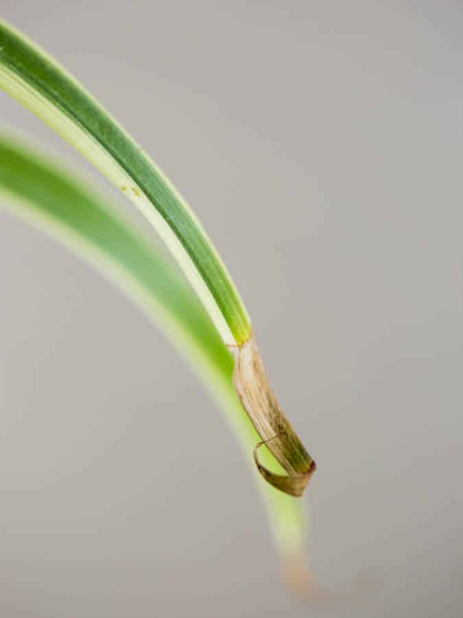 spider plant brown leaf tips close-up