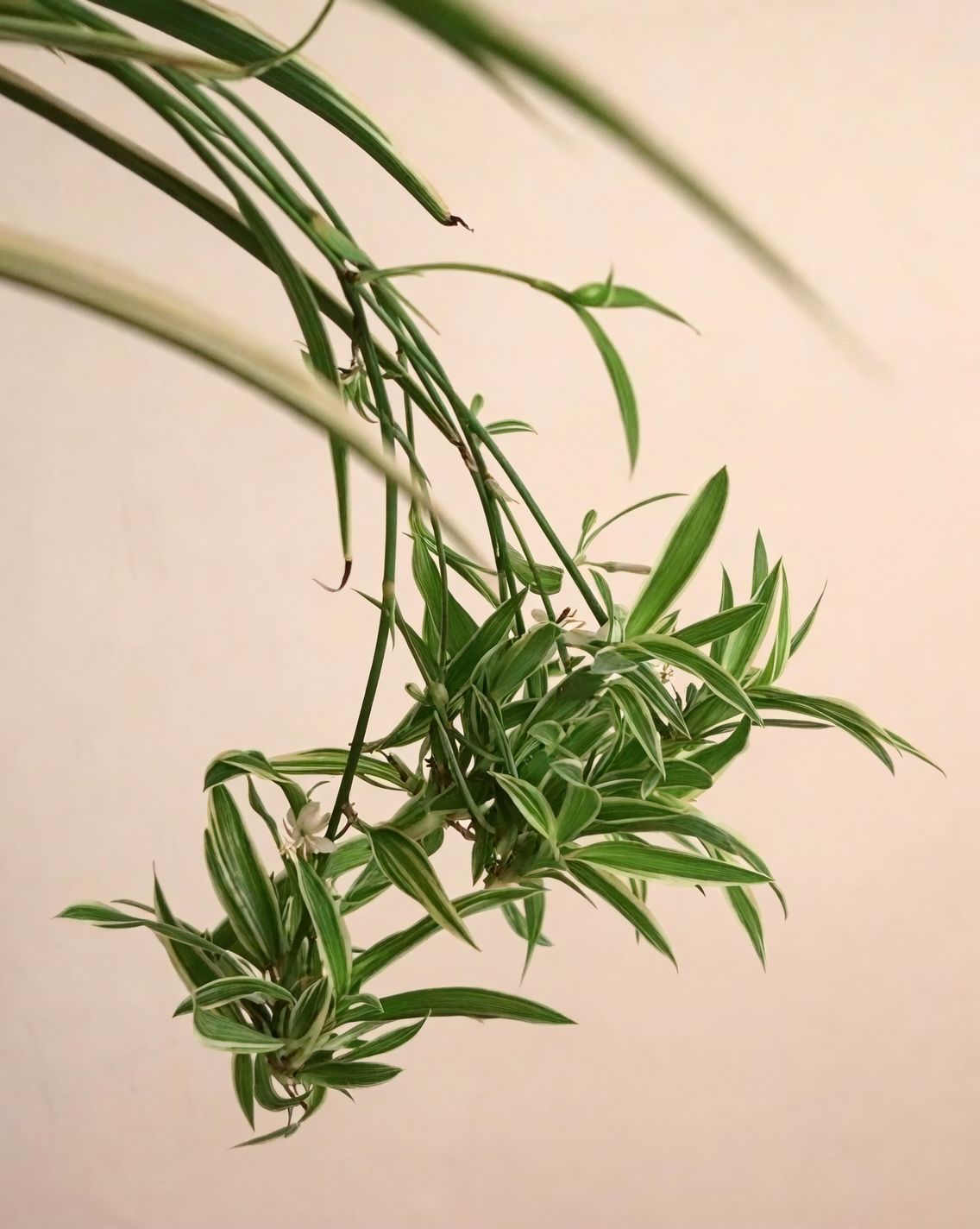 spider plant plantlets close-up
